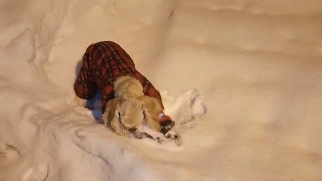 Кокер спаниель дербанит перчатку Cocker spaniel plays with a glove