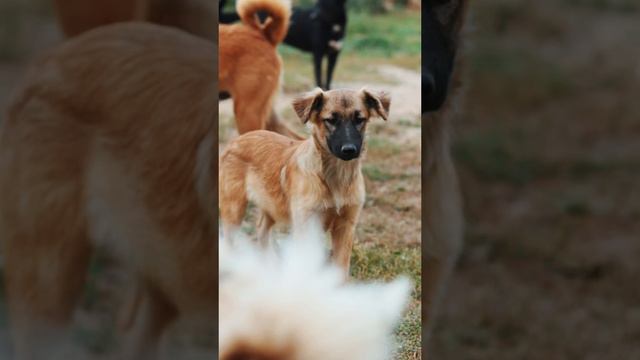 ПРИЮТ «ГВАРДИЯ» 🐶🫶🏻 Часть 2
