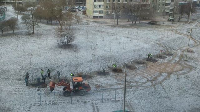 15 января   самое время сажать деревья