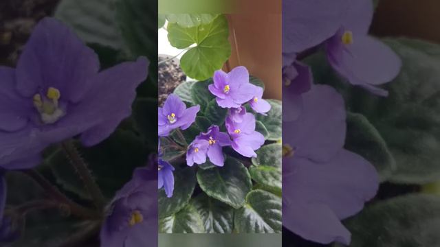 Фиалка 🌺👍- Безымяночка цветет 2 недели!😃🤗❤️