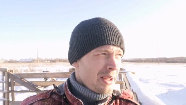 Зимнее содержание коров в загоне. Болезнь выбила меня на два дня. Все дружно спасаем деревню ?.