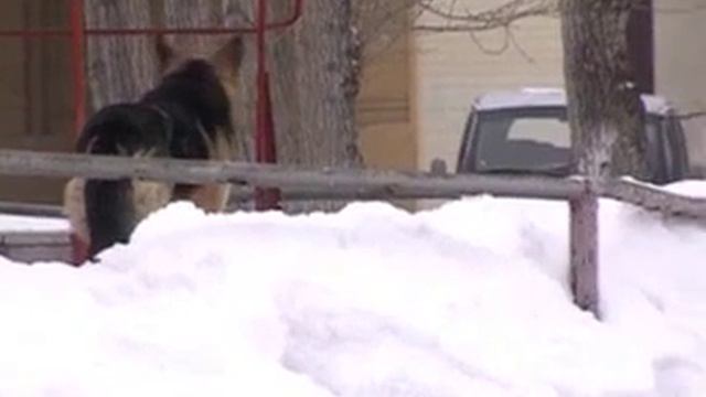Бродячие собаки напали на жителя Тюмени