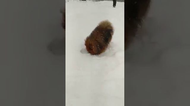 Зима в деревне (1).mp4