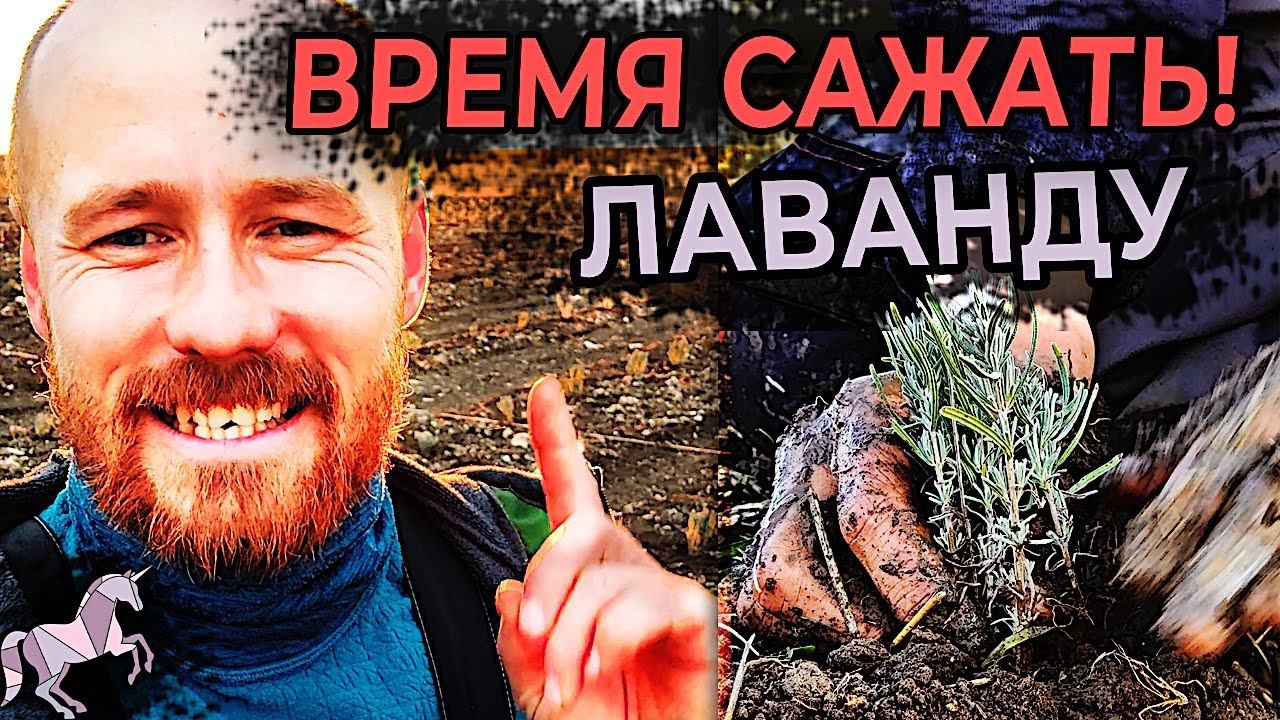 Оправка почтой саженцев лаванды из органического Лавандового питомника