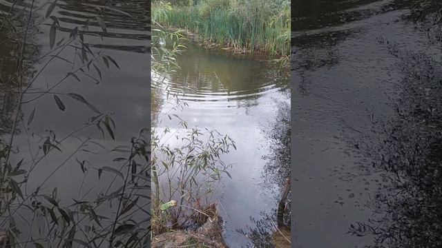 закидываем самодельную кормушку.