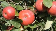 Урожай яблок - Harvest apples