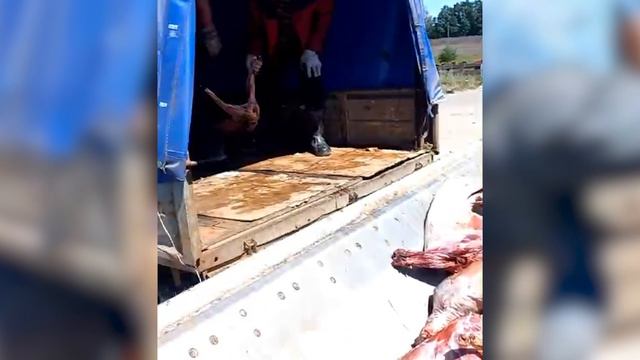 Под контролем Россельхознадзора в Воронежской области уничтожено 38 туш потенциально опасного мяса