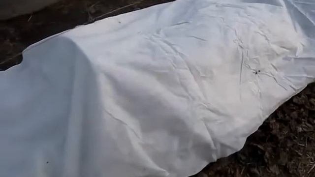 Укрытие винограда на зиму