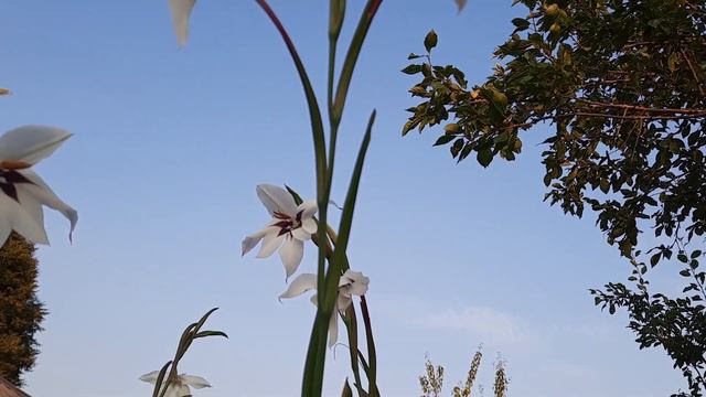 Гладиолус Мюриэл/Шпажник Мюриэл/Gladiolus murielae/Ацидантера bicolor из Fix Price/Acidanthera
