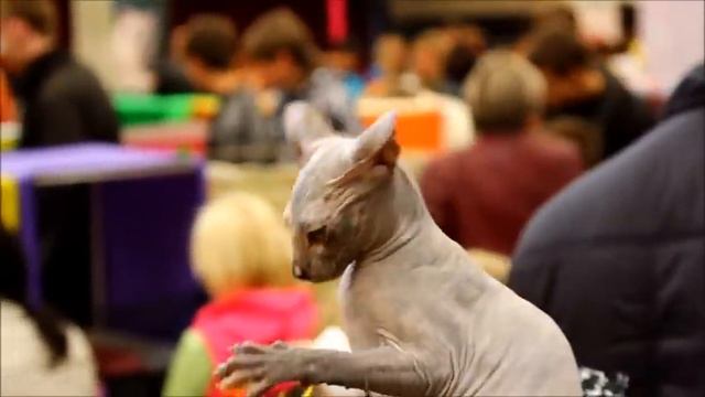 Выставка кошек   Чемпионат Белоруссии 2011