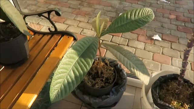 Огород - растения зимой, первые томаты / Garden 2018 01