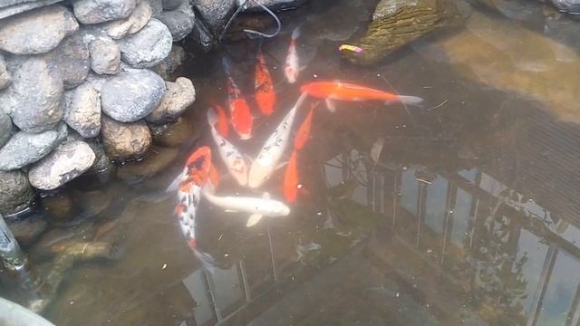 cure sleep in koi fish / koi sleeping Disease. salt dip