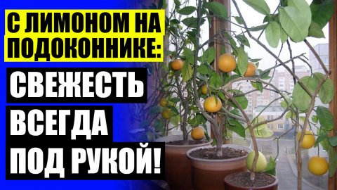 ❕ Можно ли вырастить лимонное дерево из косточки в домашних условиях ⚠ Купить дерево лимона в спб