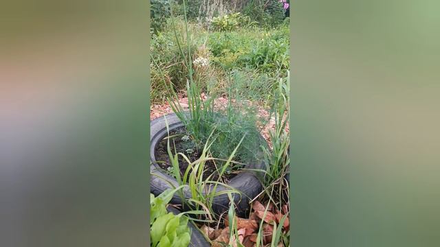 26.08.24.mp4