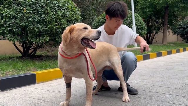 After The Cancerous Dog’S Mouth Was Removed, He Shook Hands And Thanked His Benefactor