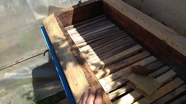 Пчелы бакфаст на третий день после покупки. Bees Bakfast on the third day after purchase