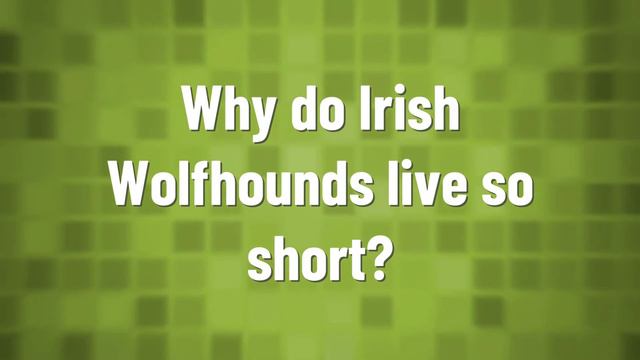 Can Irish Wolfhounds be aggressive?