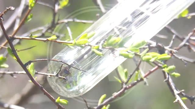 27 человек пострадали от укуса клеща в Костанайской области