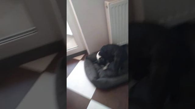 собака поисковик в деле