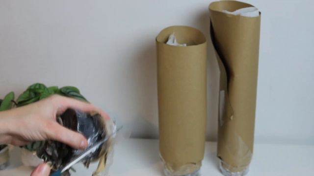 PLANT HAUL | Nowe Rośliny Z Planta Nova | O Mały Włos!! 😱😬