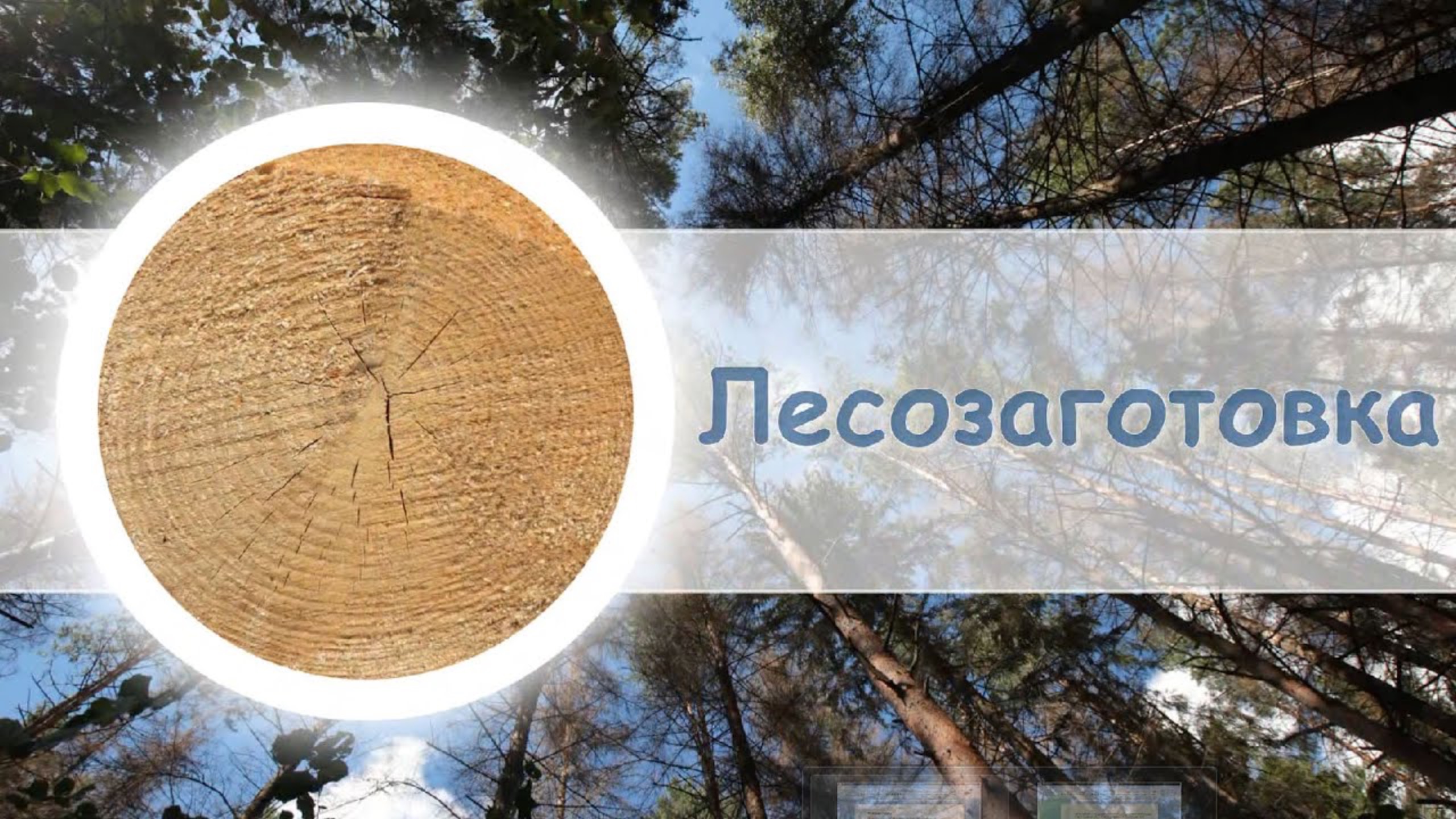 Лесозаготовка в России