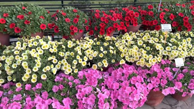 Beautiful Wave Petunia From PanAmerican Seeds