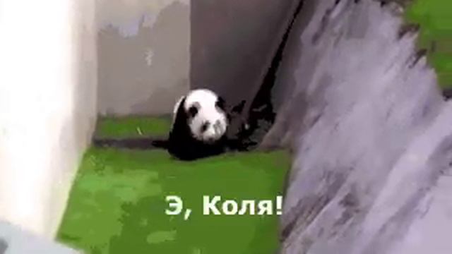 Пьяная панда с комментами