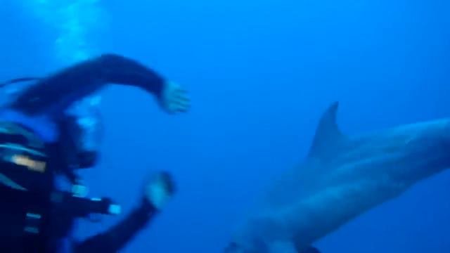 Танцы с дельфинами - 2.MP4