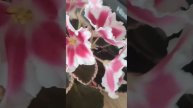 РМ-Амалия фиалка. Очень крупные простые волнистые белые звезды с яркими вишневыми напечатками