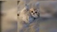 Смешные видео про животных и людей