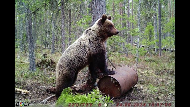 Медведь повредил камеру. Видео с фотоловушки BG-310.