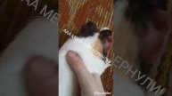покатал мини капибару (морскую свинку) мир глазами мышки