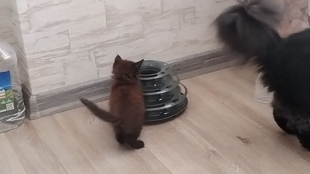 Ожил наш котик.