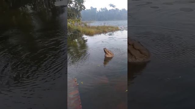 крокоди