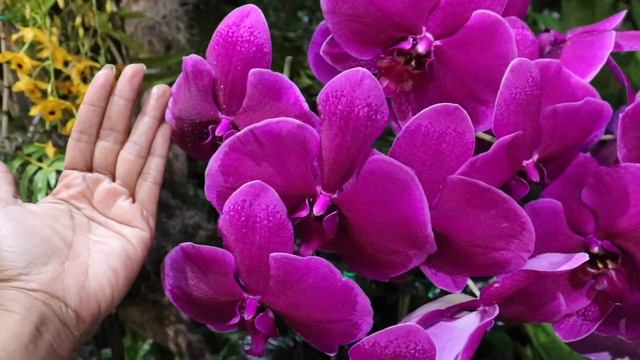 Pt. 1 Preview Party & Shopping Experience, Tamiami International Orchid Festival, Aroids Houseplant