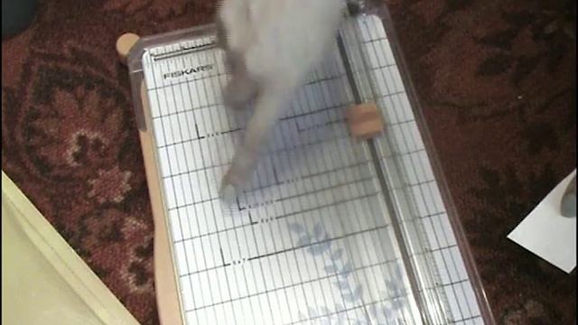 Покупки скрапбукинг!  Резак!