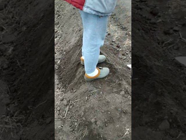 Бугры под клубнику.