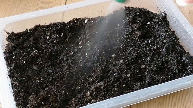 Сею АСТРУ и БАРХОТКИ ? Как МАЛО семян в пакете...