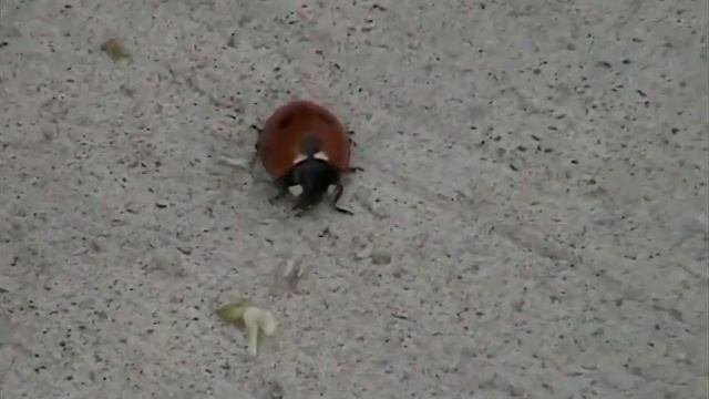 Seven-spotted Lady Beetle Coccinellidae: Coccinella septempunctata Moving