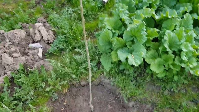 Дача в мае 2022 года Холодный май