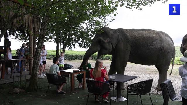 В Краснодарском крае открылся единственный в России «Парк слонов»