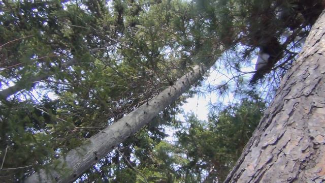 Поход в тайгу за кедровой живицей лес сибирь Кедровая живица очень целебна и от Болезней и Косметик