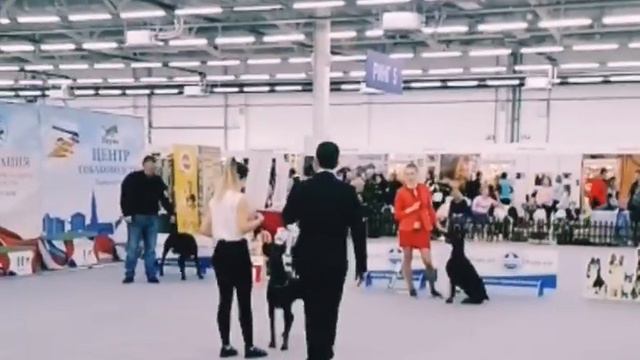 Пермь. CACIB. Огни Прикамья. 01.02.2020. Суки. Класс чемпионов
