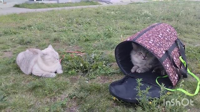 Котик Генри гуляет со Шлепой, 5.07.2024