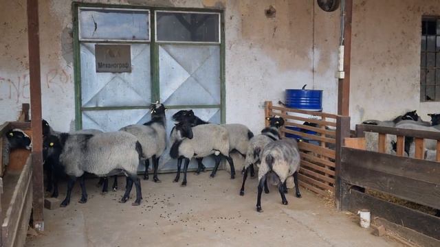 Романовские Овцы и бараны в Сербии