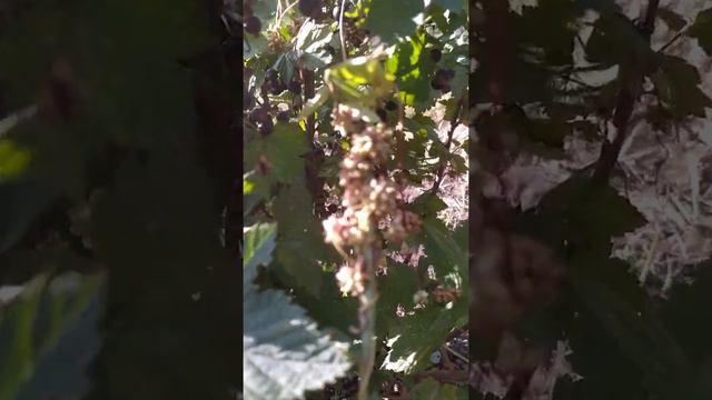 трава паразит (2)