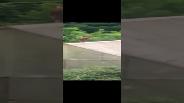 VID_20240725_102941.mp4