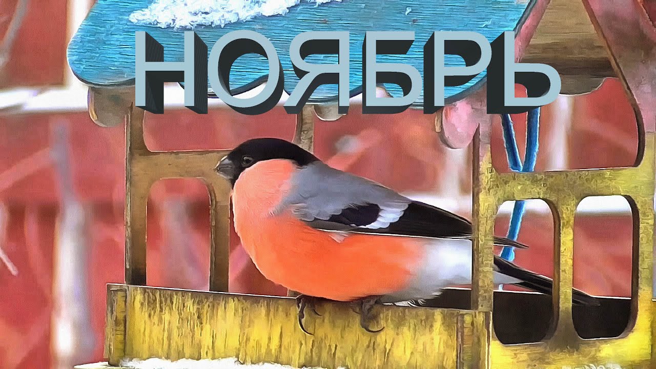 Ноябрь #12