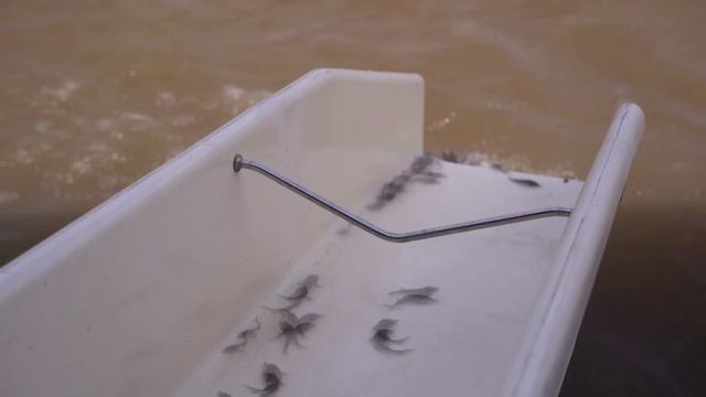 Рыбоводы края в этом году выпустили в Амур более 600 тысяч мальков осетра