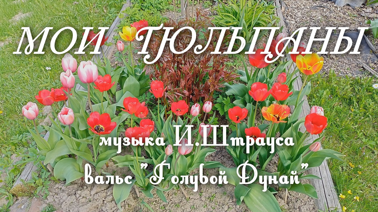 Мои тюльпаны